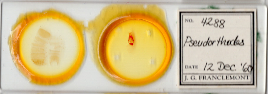 slide view of adult Pseudorthodes sp.