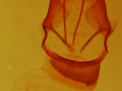 genitalia view of adult Pseudorthodes sp.