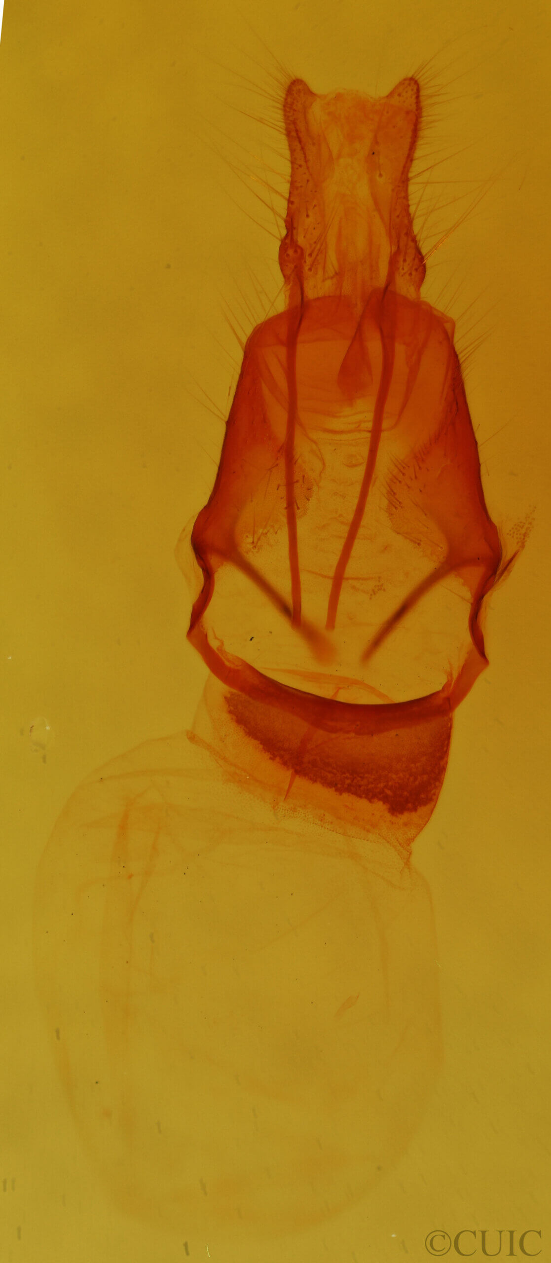 genitalia view of adult Pseudorthodes sp.