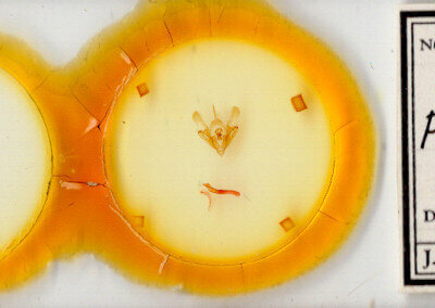 slide view of adult Protorthodes sp.