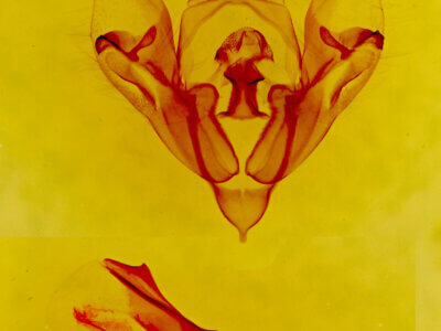genitalia view of adult Protorthodes sp.