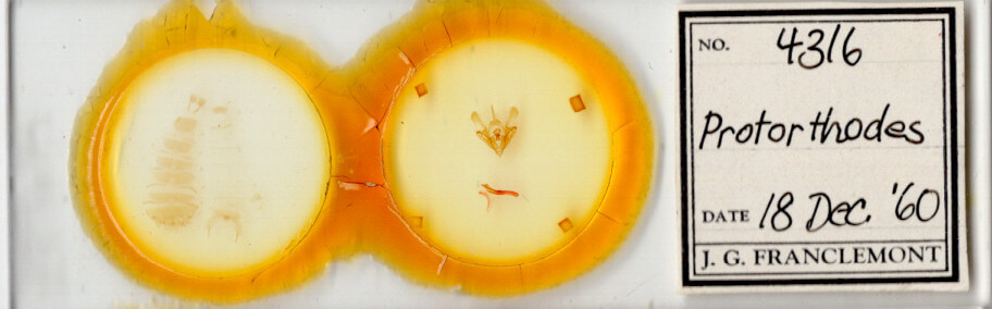 slide view of adult Protorthodes sp.