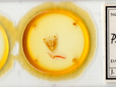 slide view of adult Protorthodes curtica?