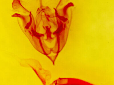 genitalia view of adult Protorthodes curtica?