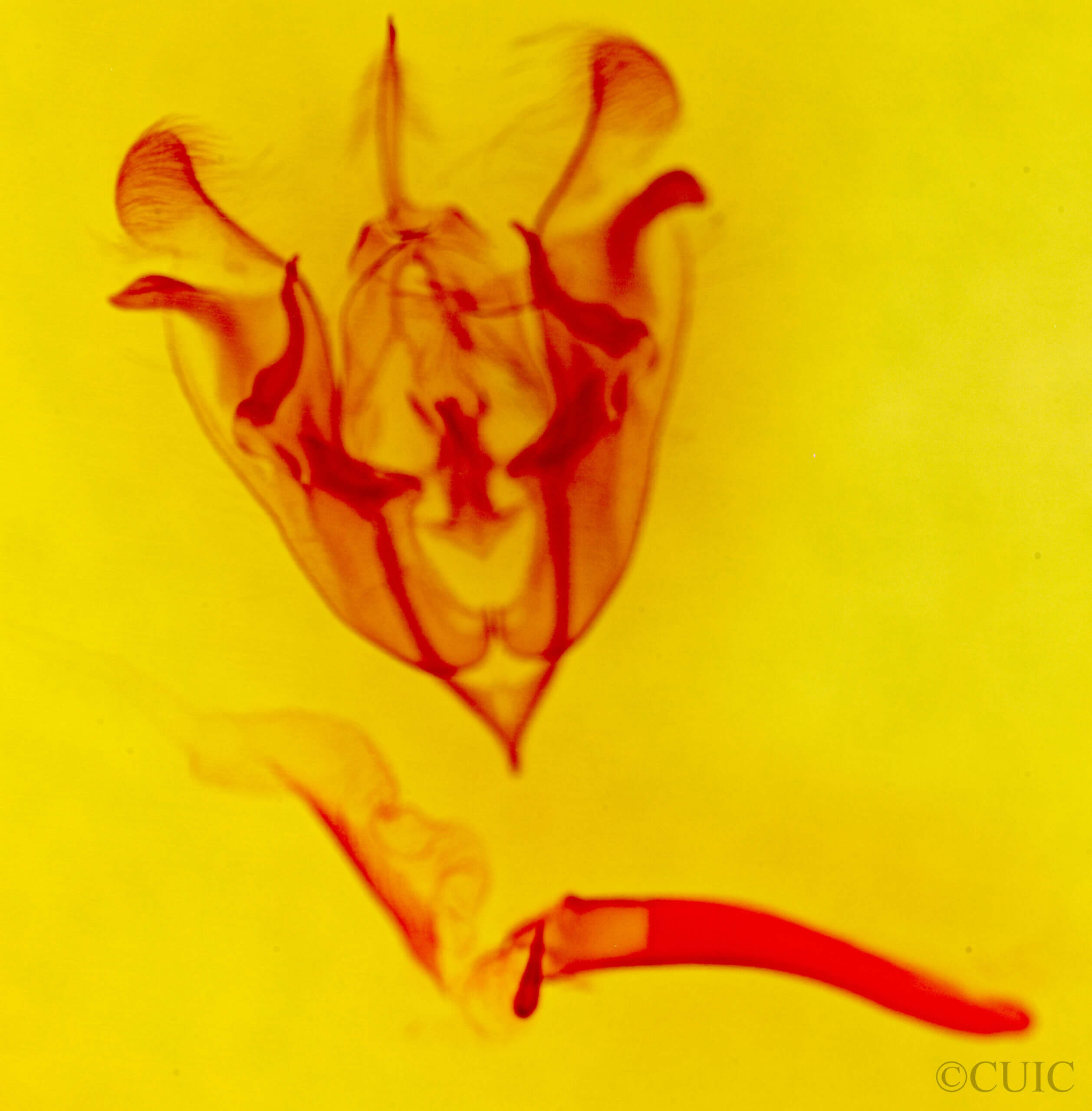 genitalia view of adult Protorthodes curtica?