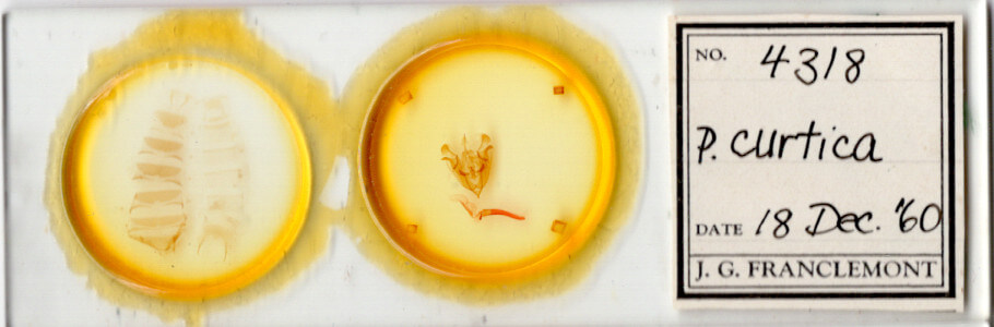 slide view of adult Protorthodes curtica?