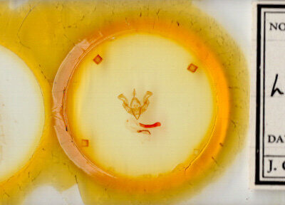 slide view of adult Lacinipolia sp.