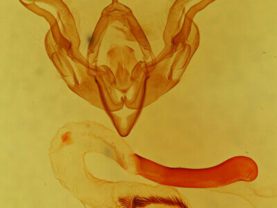 genitalia view of adult Lacinipolia sp.