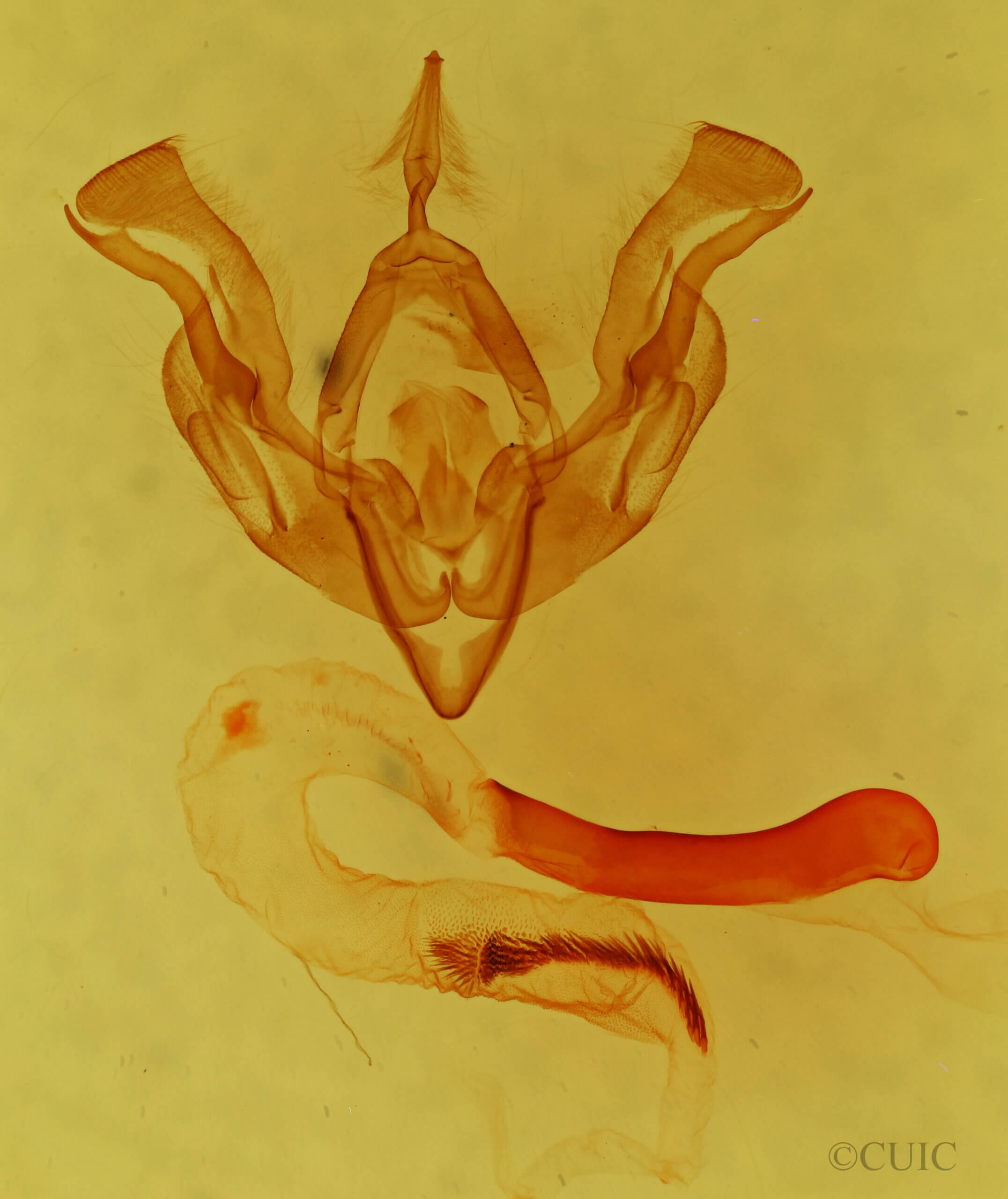 genitalia view of adult Lacinipolia sp.