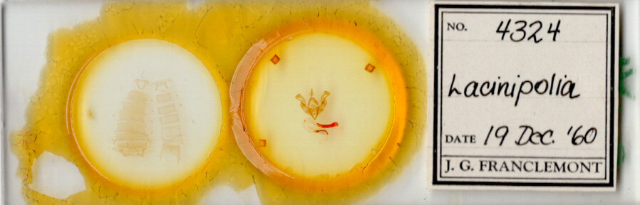 slide view of adult Lacinipolia sp.