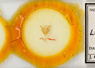 slide view of adult Lacinipolia sp.