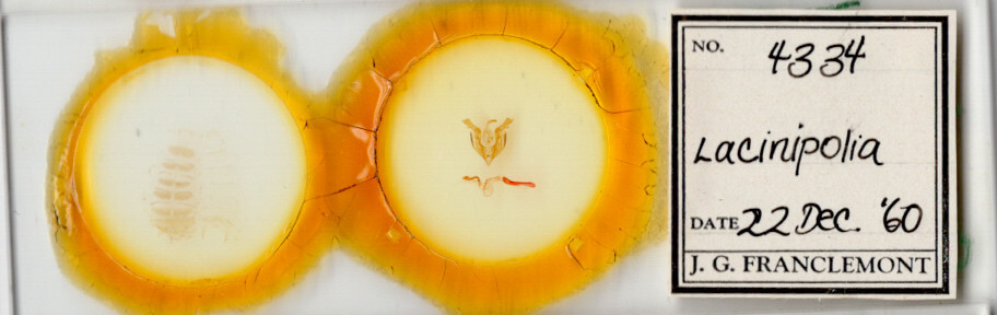 slide view of adult Lacinipolia sp.