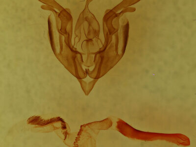 genitalia view of adult Lacinipolia sp.