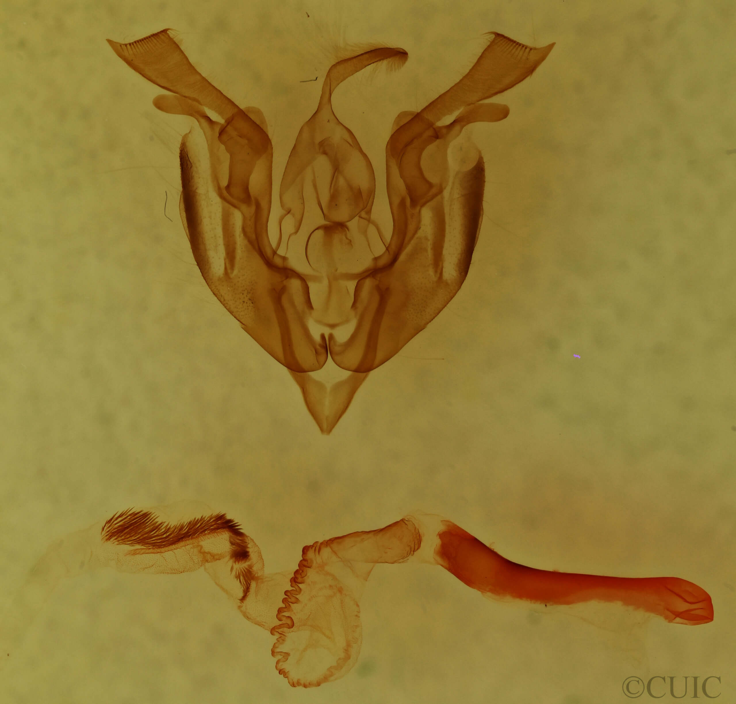 genitalia view of adult Lacinipolia sp.