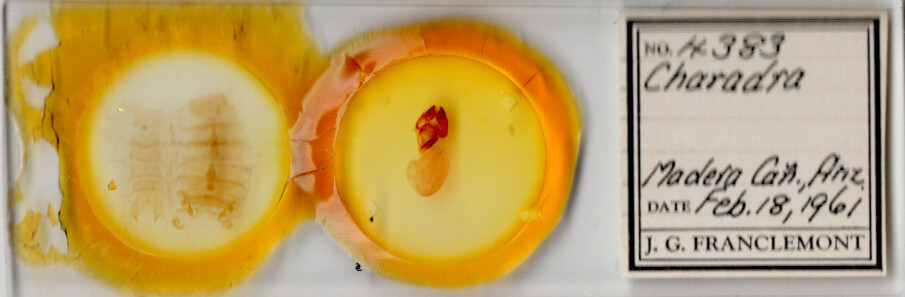 slide view of adult Charadra sp.