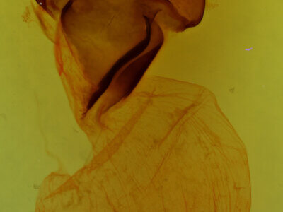 genitalia view of adult Charadra sp.