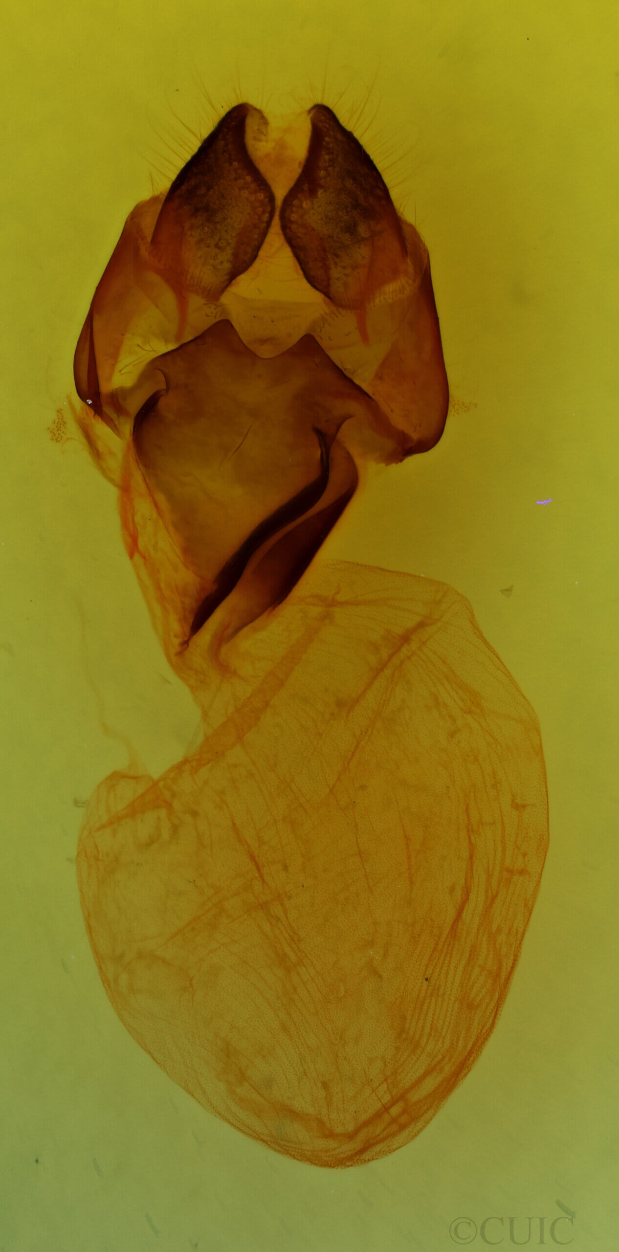 genitalia view of adult Charadra sp.