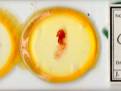 slide view of adult Colocasia sp.