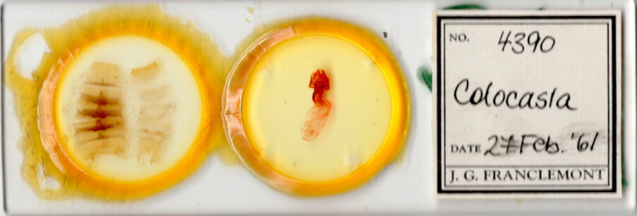 slide view of adult Colocasia sp.