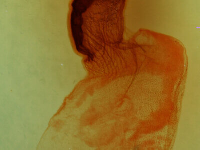 genitalia view of adult Colocasia sp.