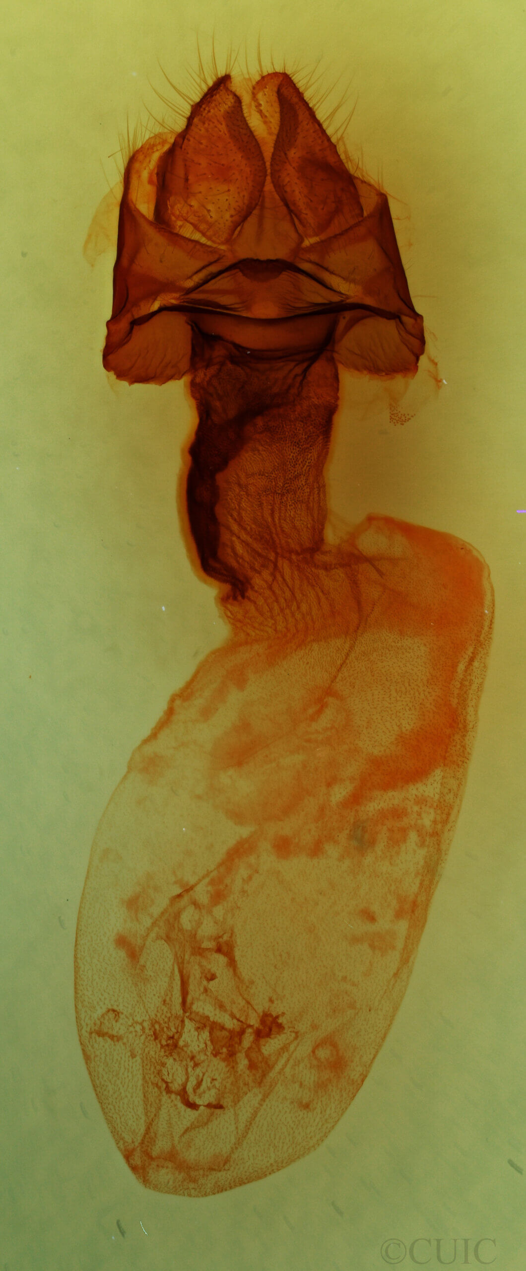 genitalia view of adult Colocasia sp.