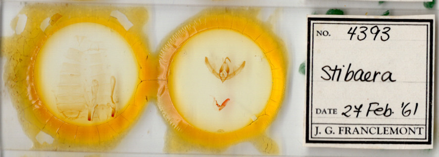 slide view of adult Stibaera sp.