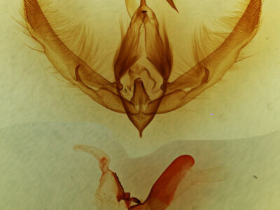 genitalia view of adult Stibaera sp.