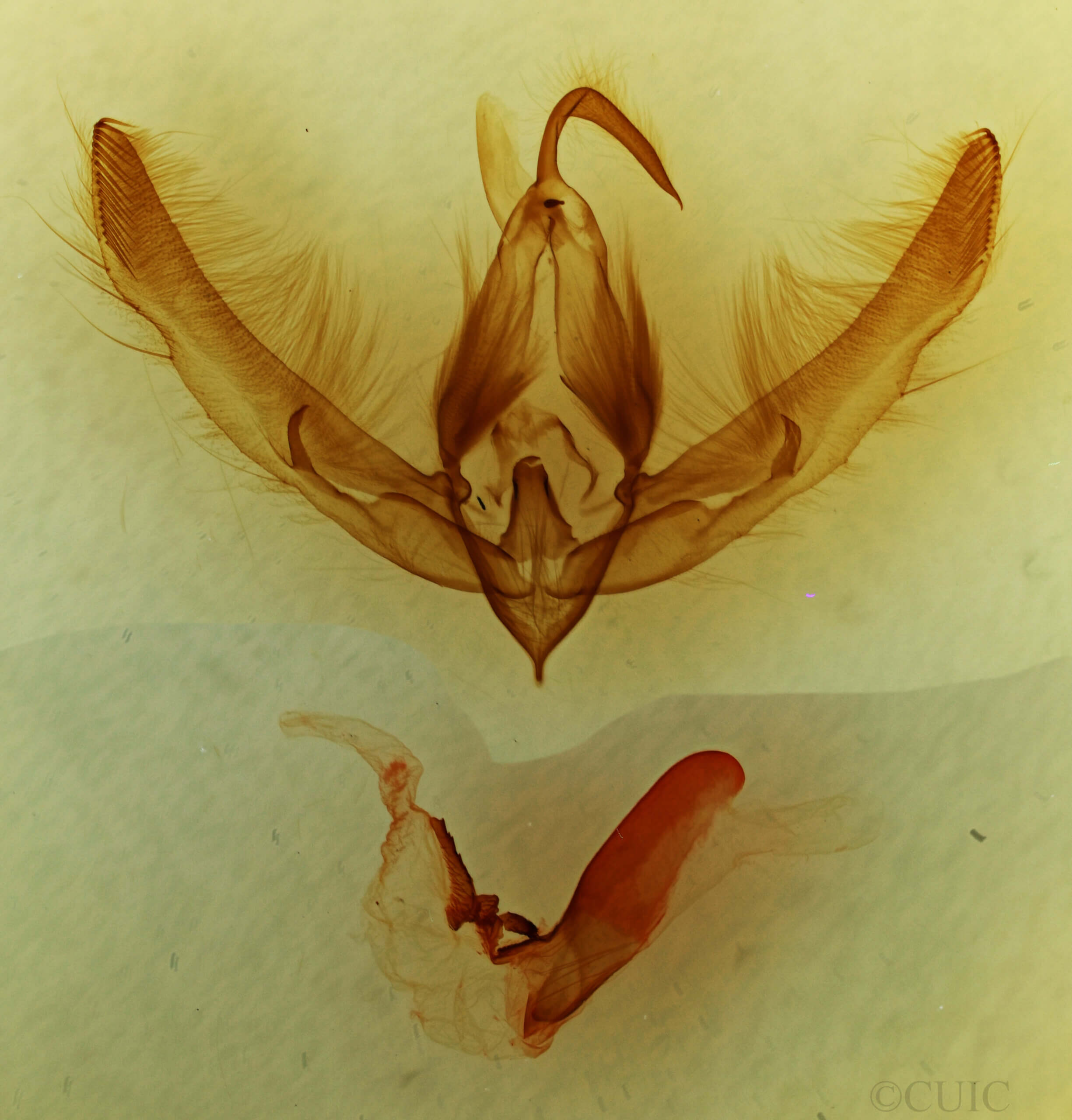 genitalia view of adult Stibaera sp.