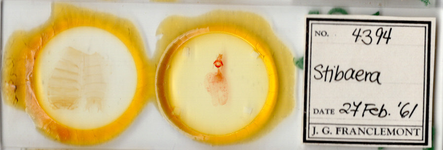 slide view of adult Stibaera sp.