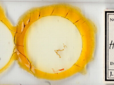 slide view of adult Homorthodes sp.