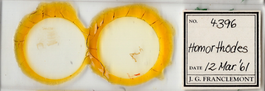 slide view of adult Homorthodes sp.