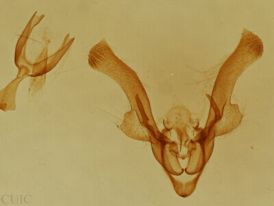 genitalia view of adult Homorthodes sp.