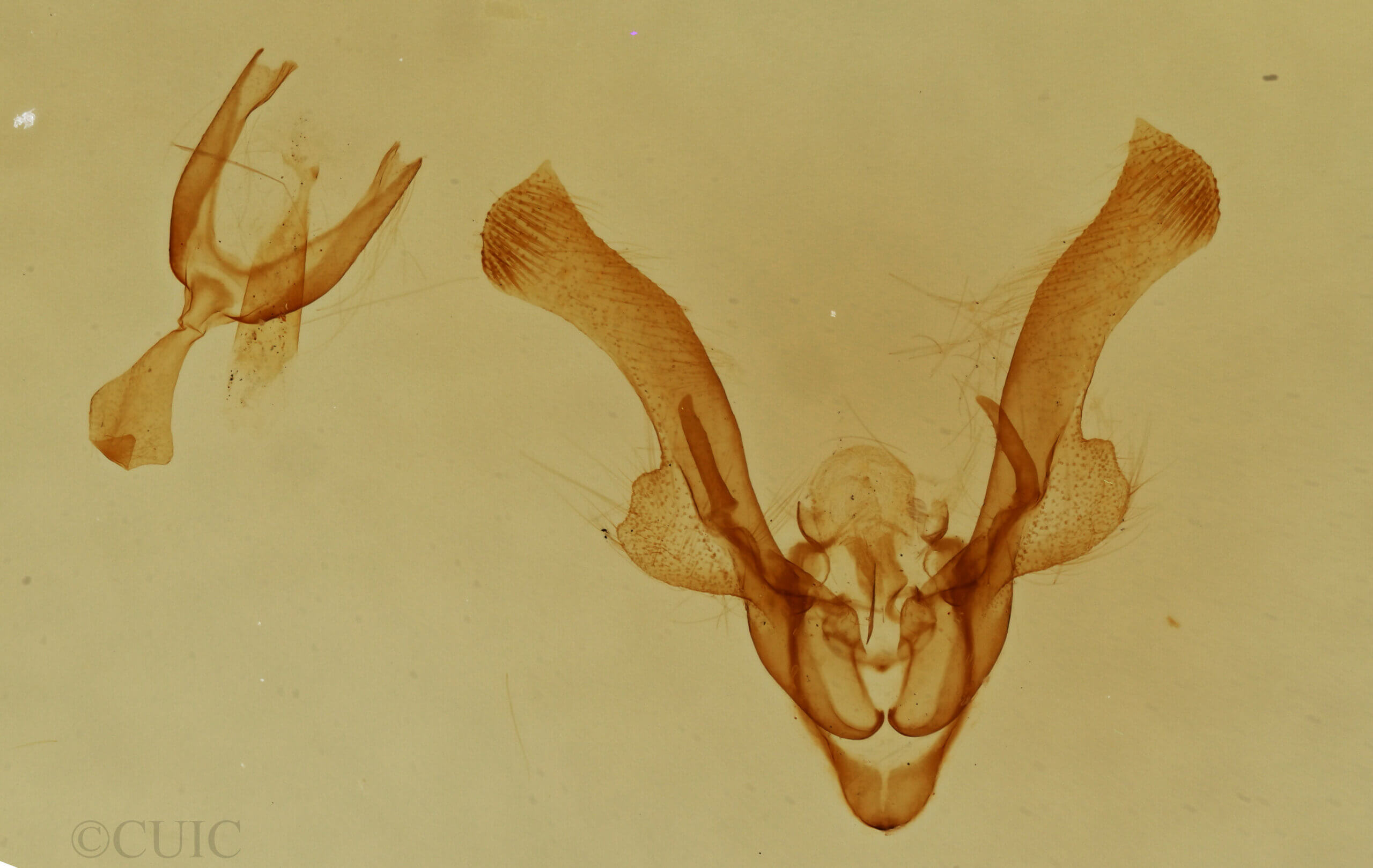 genitalia view of adult Homorthodes sp.