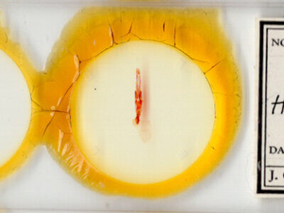 slide view of adult Homorthodes sp.