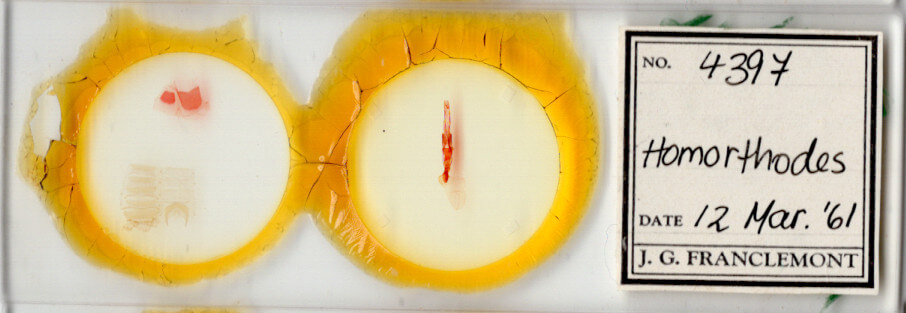 slide view of adult Homorthodes sp.