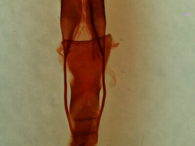 genitalia view of adult Homorthodes sp.