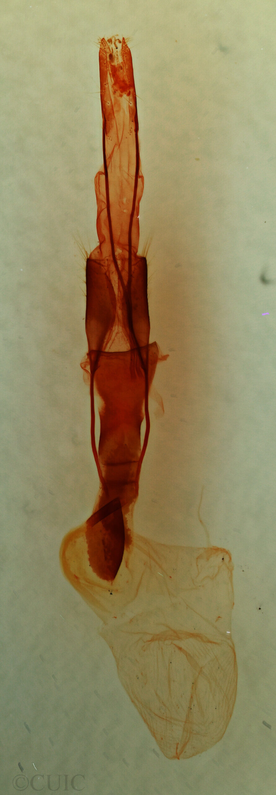 genitalia view of adult Homorthodes sp.