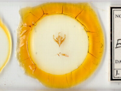 slide view of adult Elaphria sp.