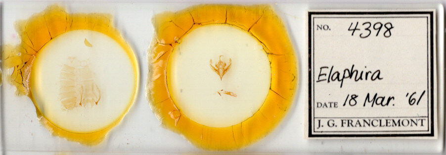 slide view of adult Elaphria sp.