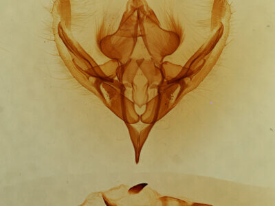 genitalia view of adult Elaphria sp.