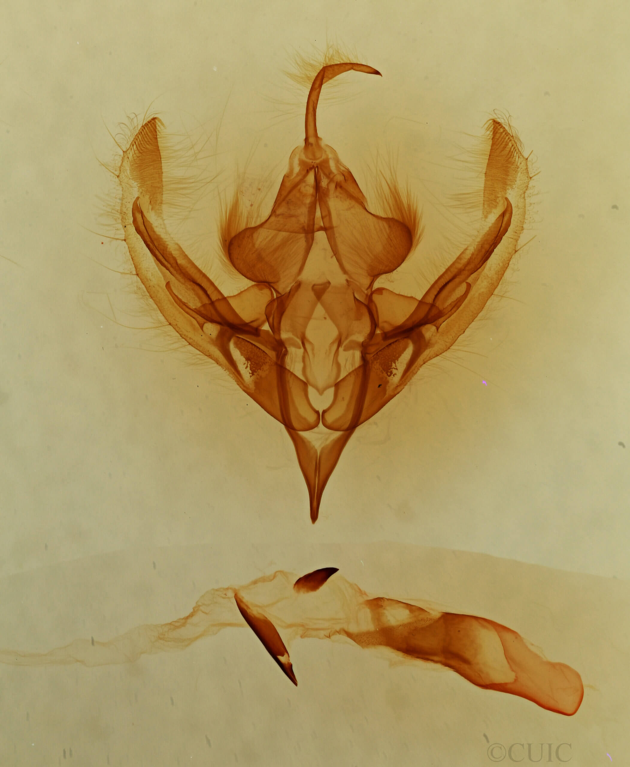 genitalia view of adult Elaphria sp.