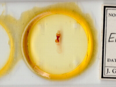 slide view of adult Elaphria sp.