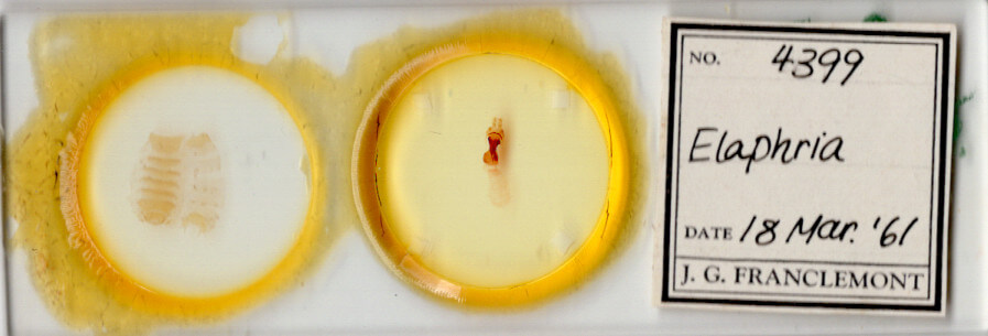 slide view of adult Elaphria sp.
