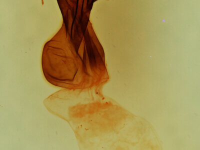 genitalia view of adult Elaphria sp.