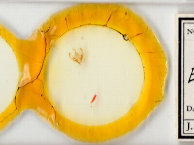 slide view of adult Elaphria sp.