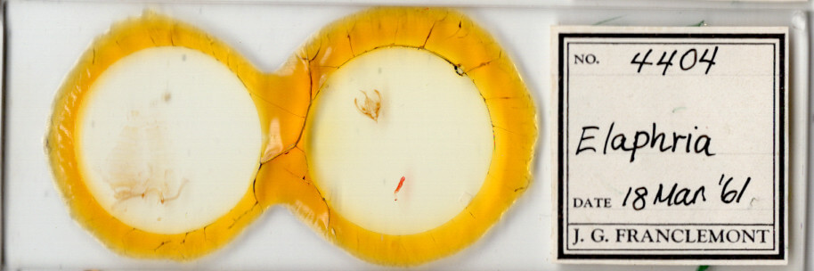 slide view of adult Elaphria sp.