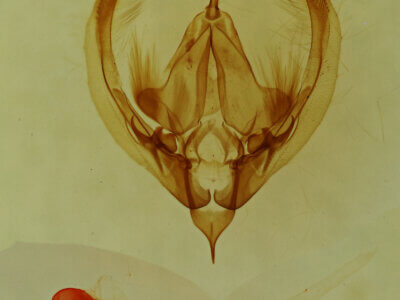 genitalia view of adult Elaphria sp.