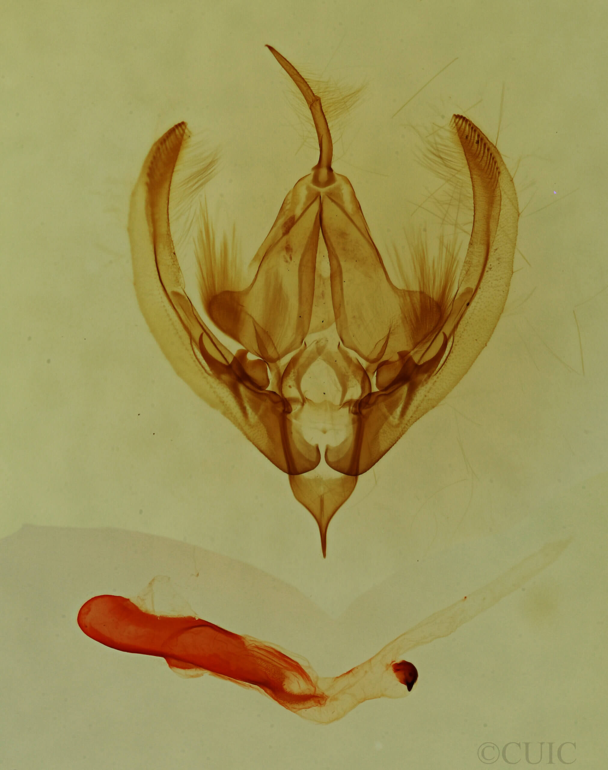 genitalia view of adult Elaphria sp.