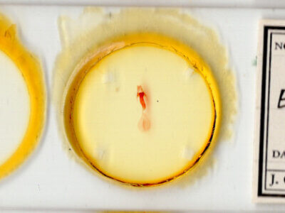 slide view of adult Elaphria sp.