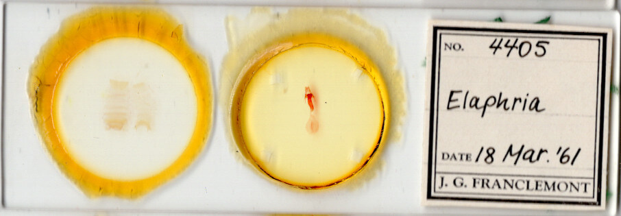 slide view of adult Elaphria sp.